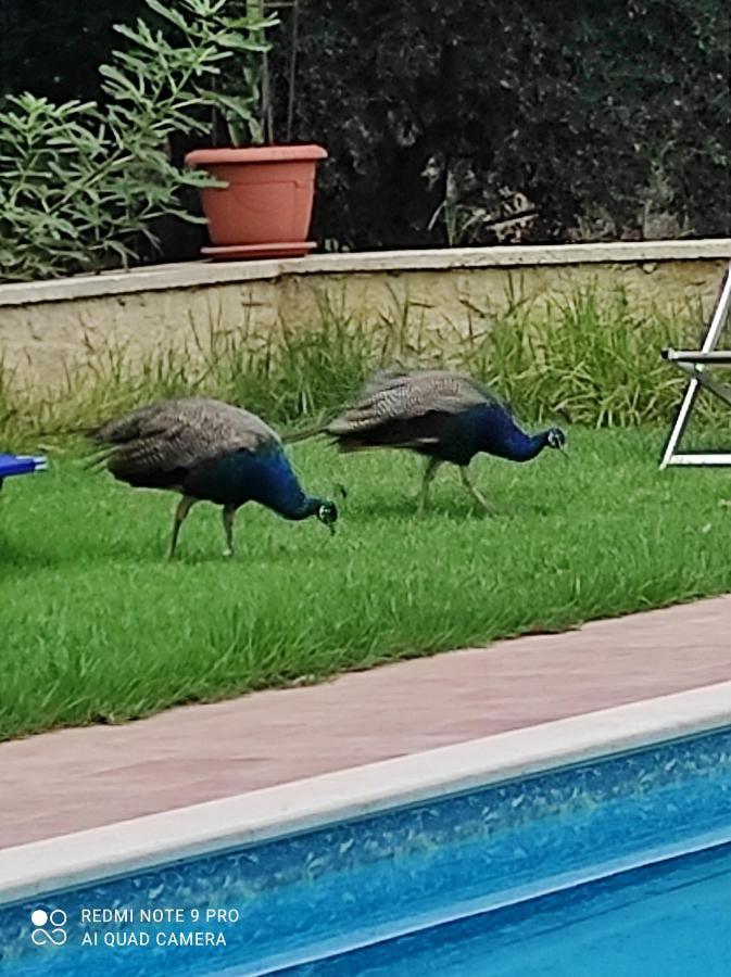 Villa Koulouridi Daratsos Esterno foto